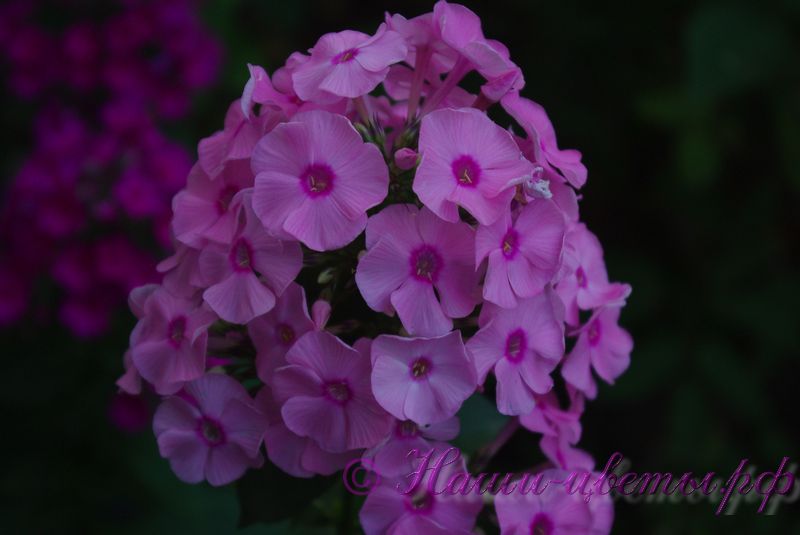 Флокс 'Джефф'с Пинк' /  Phlox 'Jeff's Pink'