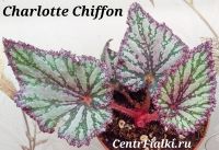 Бегония Charlotte Chiffon детка