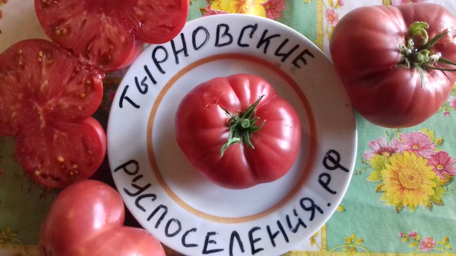 Томат Тырновский