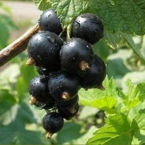 Смородина черная Ядреная