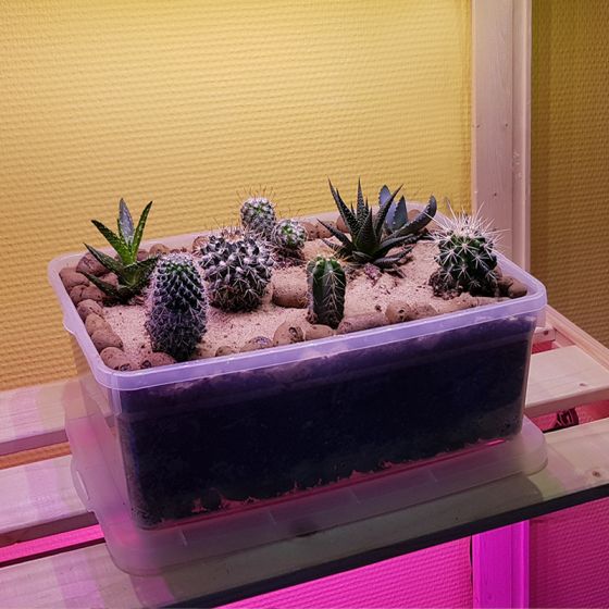 Комплект «Для цветов и взрослых растений»