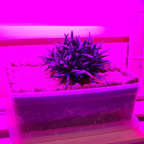 Комплект «Рассада на подоконнике мини»