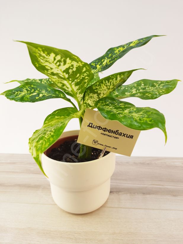 Диффенбахия пятнистая