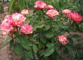 Роза Испанский танец Spanish Dancer