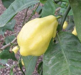 CITRUS LIMON 'CANALICULATA' - ЛИМОН""ТО ТОЛСТО ТО ТОНКО""