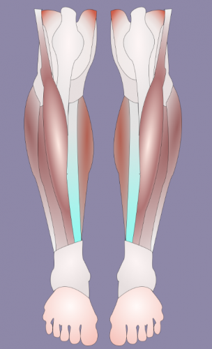 [МГХПА] Мышцы ног. Часть 2 (Александр Рыжкин)