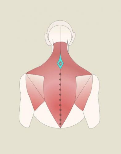 [МГХПА] Мышцы торса (Александр Рыжкин)