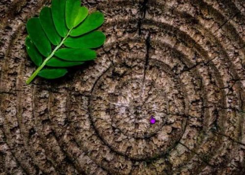 Исцеление родового древа (Юлия Судакова)