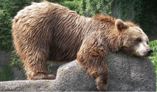 Лени не существует Юрий (Пугачев)