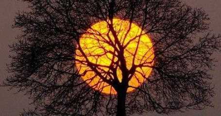 Родовое дерево - Нейрографика