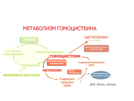 Как снизить гомоцистеин самостоятельно? (Диляра Лебедева)