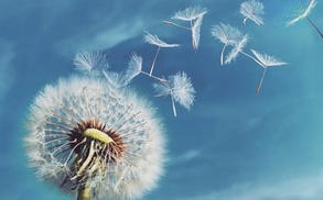 Марафон аллергия (Василий Алешин)