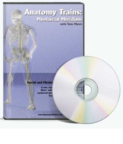 Миофасциальные меридианы (Томас Майерс)