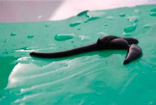 Оздоровление пиявками с нуля (Ольга Герман)