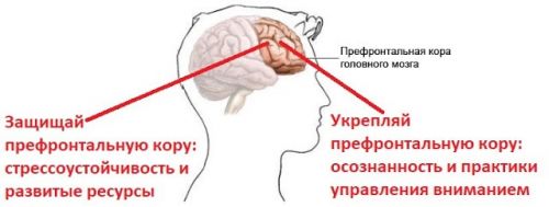 Стресс. Осознанная стрессоустойчивость (Андрей Беловешкин)