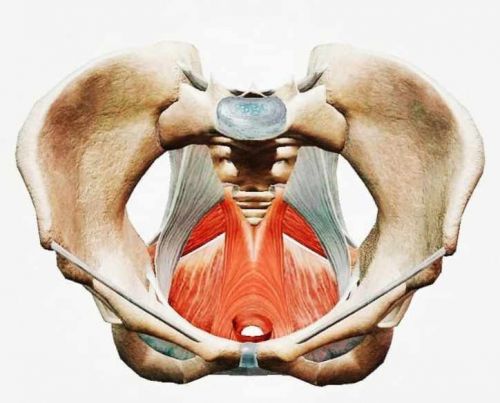 Здоровые мышцы тазового дна за 21 день (Юлия Ландышева)