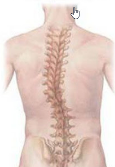 [Интераура] Лечение и профилактика: Сколиоз