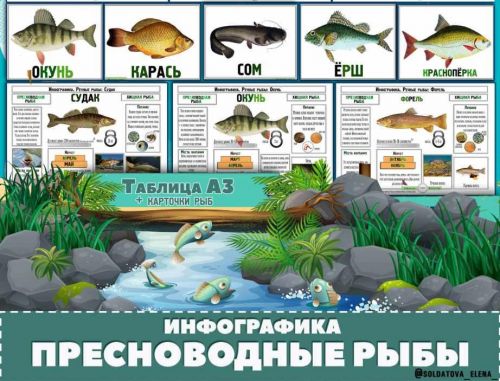 Пресноводные рыбы. Инфографика (Елена Солдатова)