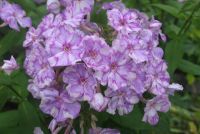 Флокс 'Курочка Ряба' / Phlox 'Kurochka Rjaba'