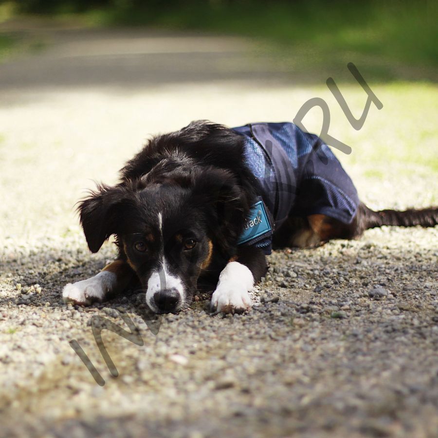 Охлаждающая попона Cool on Track Cooling для собак