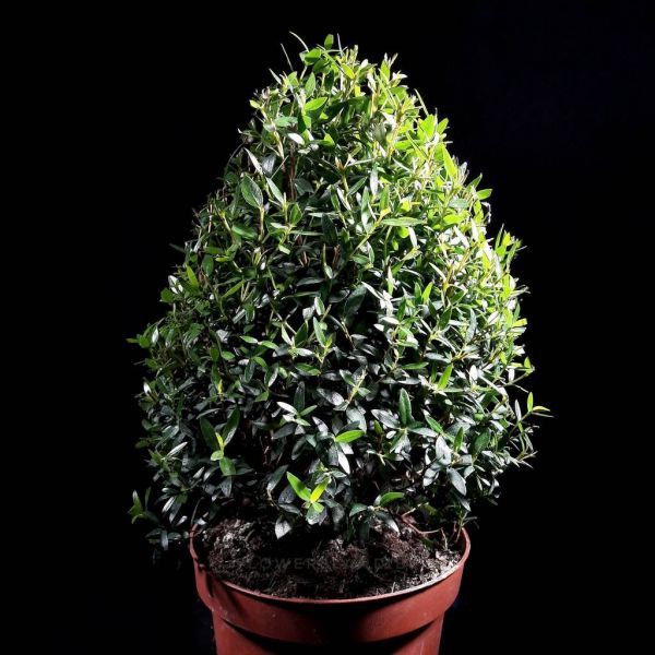 Myrtus COMMUNIS или Мирт Обыкновенный