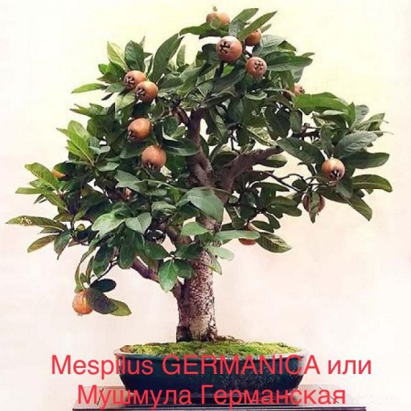 Mespilus GERMANICA или Мушмула Германская