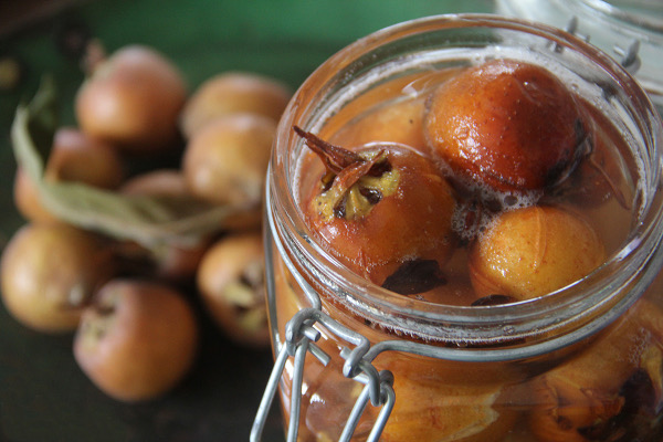 Mespilus GERMANICA или Мушмула Германская