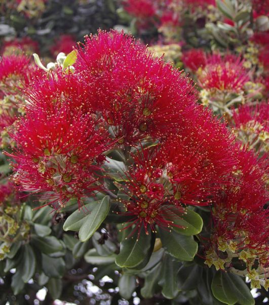 Metrosideros TOMENTOSA или Метросидерос Войлочный