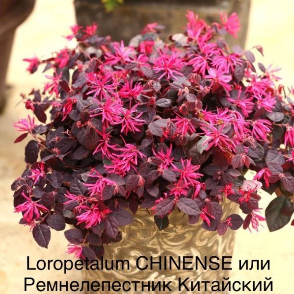 Loropetalum CHINENSE var BURGUNDY или Ремнелепестник Китайский