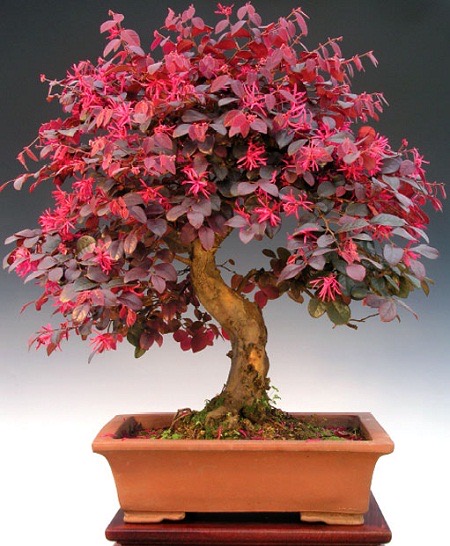 Loropetalum CHINENSE var BURGUNDY или Ремнелепестник Китайский