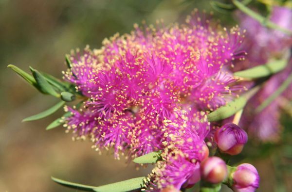 Melaleuca FULGENS или Мелалеука Яркая