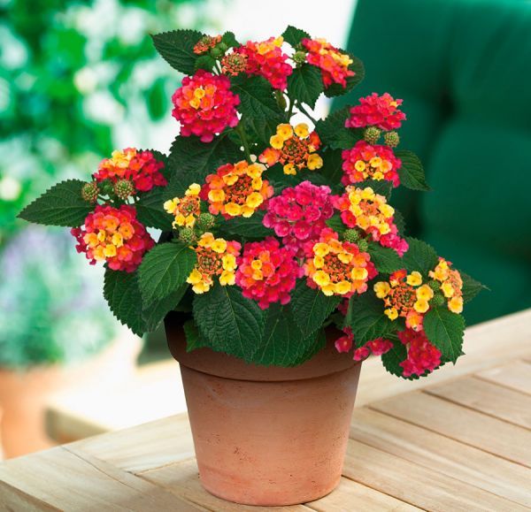 Lantana CAMARA или Лантана Камара