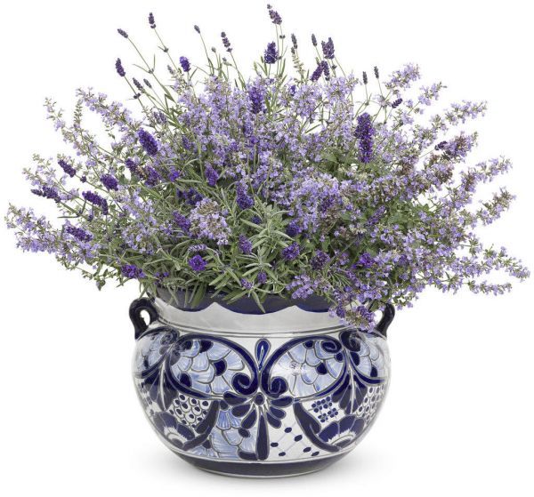 Lavandula ANGUSTIFOLIA или Лаванда Лекарственная