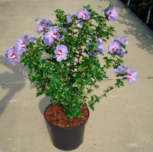 Hibiscus SYRIACUS или Гибискус Сирийский