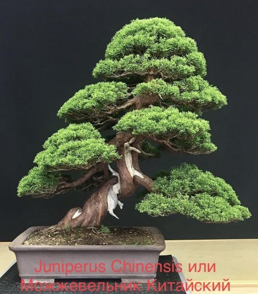 Juniperus Chinensis или Можжевельник Китайский