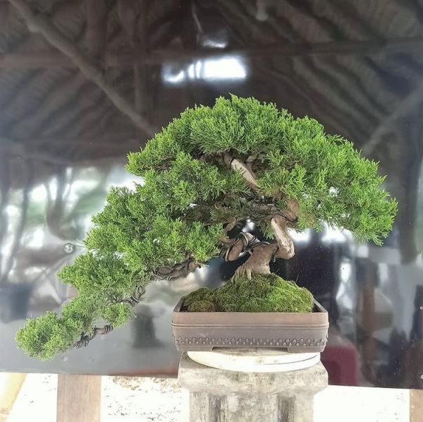 Juniperus Chinensis или Можжевельник Китайский