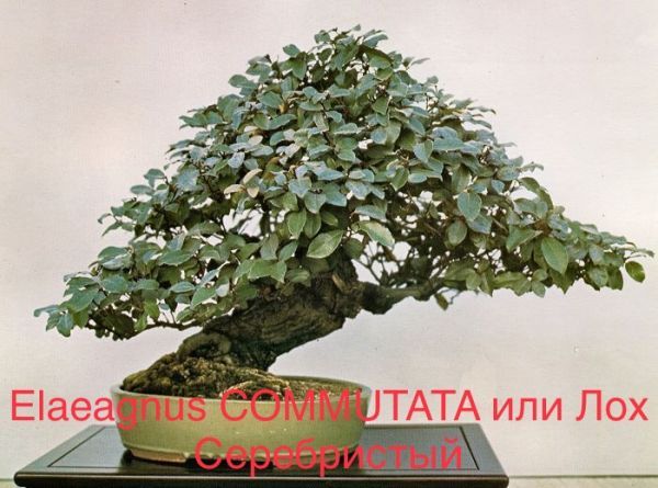 Elaeagnus COMMUTATA или Лох Серебристый