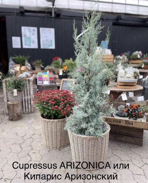 Cupressus ARIZONICA или Кипарис Аризонский