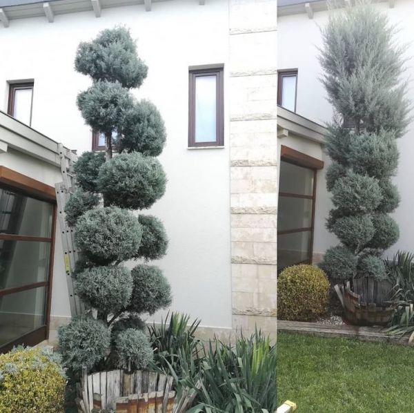 Cupressus ARIZONICA или Кипарис Аризонский