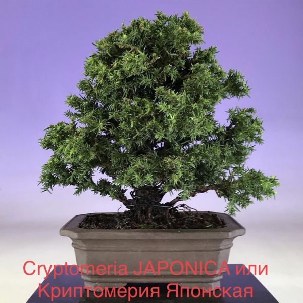 Cryptomeria JAPONICA или Криптомерия японская