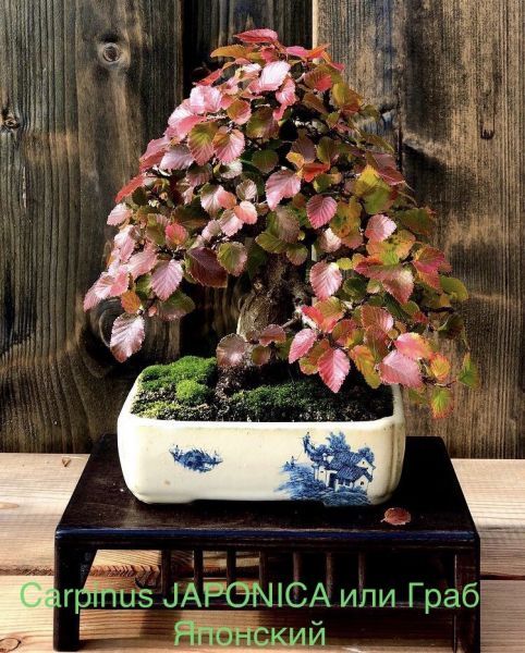 Carpinus JAPONICA или Граб Японский