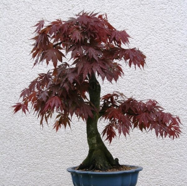 Acer Palmatum DISSECTUM "ATROPURPUREUM" или Клен Пальчатый Веерный Темно-Пурпурный