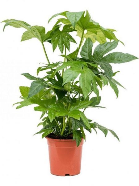 Фатсия японская