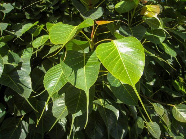 Фикус священный