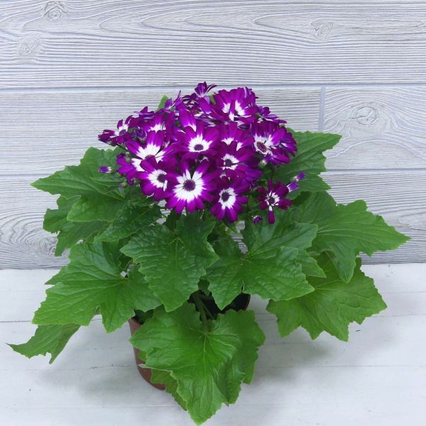 Цинерария смесь расцветок