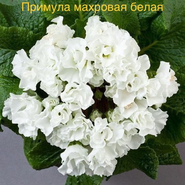 Примула махровая белая