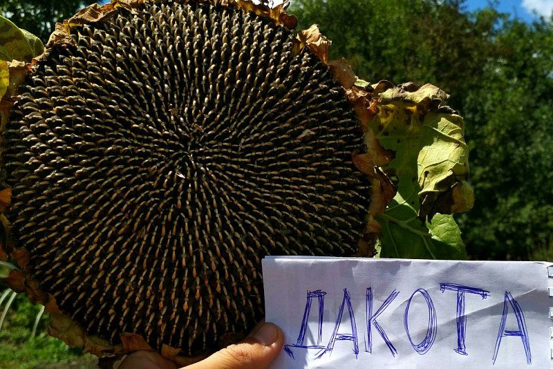 Подсолнечник Дакота