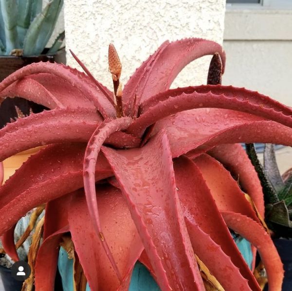 Aloe vanbalenii (Алоэ Ванбалении)