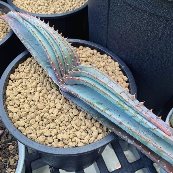 Aloe suprafoliata (Алоэ супрафолиата, алоэ супротивонолистное, алоэ напротиволистное)