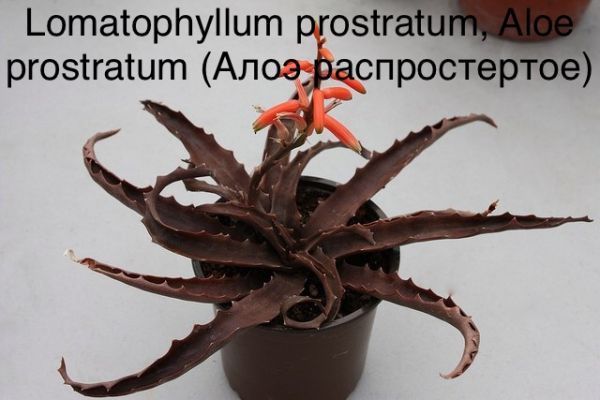 Lomatophyllum prostratum, Aloe prostratum (Алоэ распростертое)